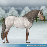 Horse Color:Liver Red Dun Roan Mushroom 
