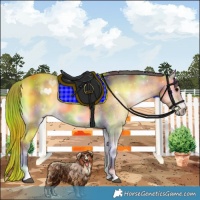Horse Color:Nacre Buckskin Onyx Rabicano 