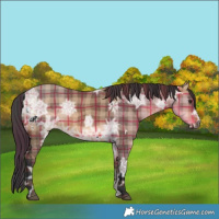 Horse Color:Plaid  White Spotted Bay Ice Dun 
