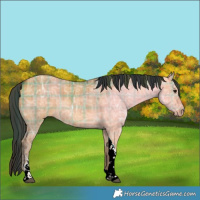 Horse Color:Plaid Bay Ice Dun Tobiano Rabicano