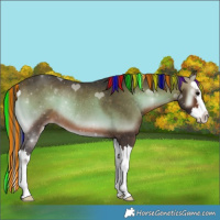 Horse Color:Painted Bay Onyx Splash Rabicano 