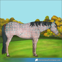 Horse Color:Plaid  White Spotted Bay Ice 