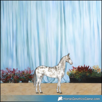 Horse Color:Buckskin Dun Sabino Blanket Brindle 
