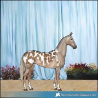 Horse Color:Gray Chocolate Palomino Dun Appaloosa 