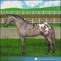 Horse Color:Liver Red Dun Appaloosa Brindle