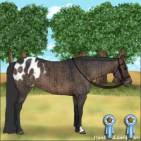 Horse Color:Brown Dun Appaloosa Brindle