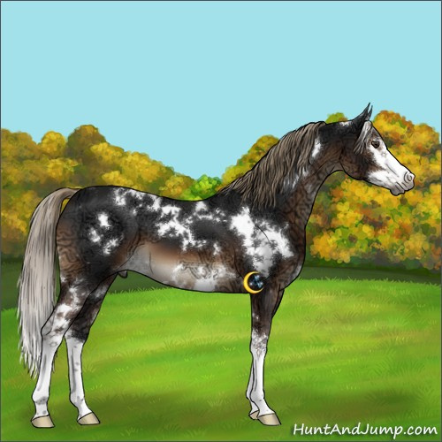 Horse Color:Gray White Spotted Liver Chestnut Ice Mushroom Splash 