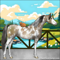 Horse Color:Gray White Spotted Grullo Pearl Sabino Brindle 