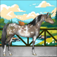 Horse Color:White Spotted Brown Dun Sabino Rabicano Brindle 