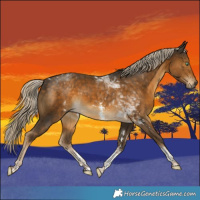 Horse Color:Chocolate Palomino Mushroom Sabino Tobiano