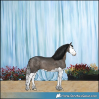 Horse Color:Brown Dun Splash 