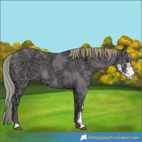 Horse Color:Watercolor Liver Chestnut Ice Sabino 