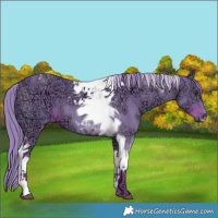 Horse Color:Watercolor Liver Chestnut Ice Tobiano 