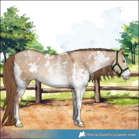Horse Color:White Spotted Liver Red Dun Pearl 