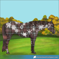 Horse Color:Plaid  Liver Chestnut Ice Sabino 