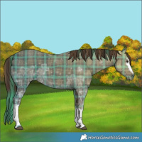 Horse Color:Plaid  White Spotted Liver Chestnut Ice 