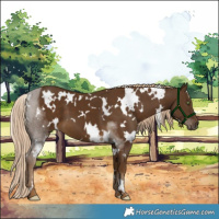Horse Color:White Spotted Chocolate Palomino