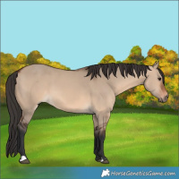 Horse Color:Brown Dun