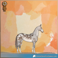 Horse Color:Brown Dun Appaloosa 
