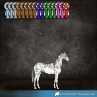 Horse Color:Grullo Sabino 