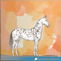 Horse Color:Liver Red Dun Appaloosa Brindle 