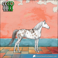 Horse Color:Liver Red Dun Appaloosa 