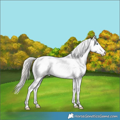 Horse Color:Chocolate Palomino Pearl Dun Appaloosa Brindle 
