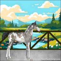 Horse Color:White Spotted Brown Dun Mushroom Sabino 