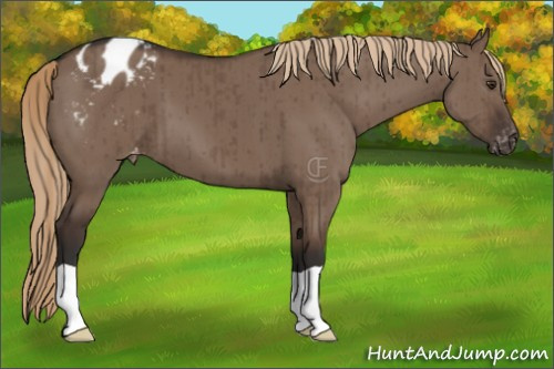 Horse Color:Liver Red Dun Appaloosa Brindle 