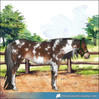Horse Color:White Spotted Liver Chestnut 