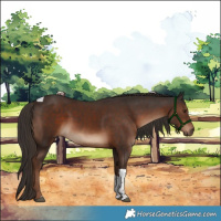 Horse Color:Liver Chestnut Tobiano 