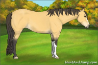 Horse Color:Buckskin 