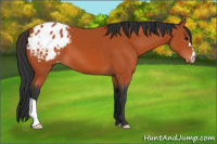 Horse Color:Bay Appaloosa 