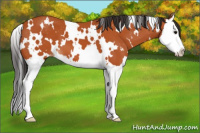 Horse Color:White Spotted Bay Splash Appaloosa 