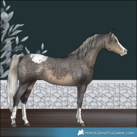 Horse Color:Silver Smoky Black Splash Appaloosa 