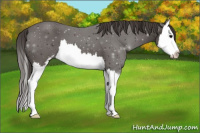 Horse Color:Smoky Black Sabino Splash 