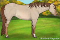 Horse Color:Red Dun Rabicano 