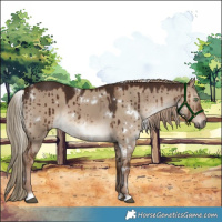 Horse Color:White Spotted Liver Red Dun Brindle 