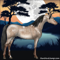 Horse Color:White Spotted Liver Red Dun Brindle 