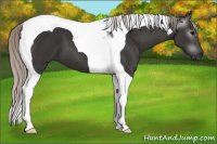 Horse Color:Gray Silver Black Tobiano