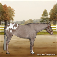 Horse Color:Liver Red Dun Mushroom Appaloosa Brindle