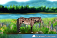 Horse Color:Void Plaid  White Spotted Brown Dun Rabicano 