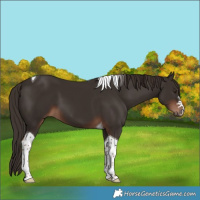 Horse Color:Liver Chestnut Tobiano 