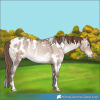 Horse Color:White Spotted Sable Champagne Dun Appaloosa Rabicano Brindle 