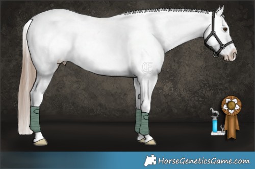 Horse Color:Liver Red Dun Appaloosa Brindle 