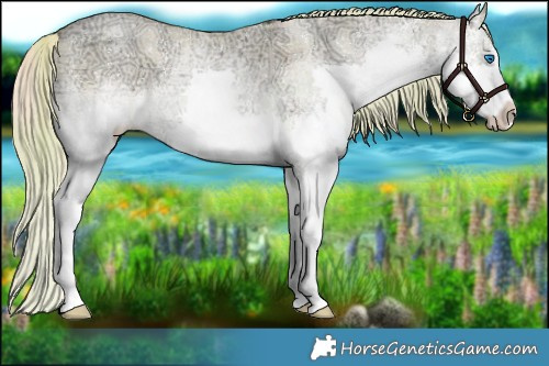 Horse Color:Plaid  White Spotted Chocolate Palomino Ice Pearl Dun Splash Rabicano 