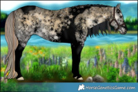 Horse Color:Void Painted Plaid  Chocolate Palomino Ice Onyx Sabino Tobiano 