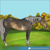 Horse Color:Silver Smoky Black Sabino 