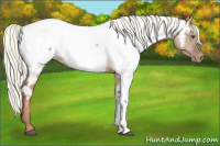 Horse Color:Red Dun Mushroom Appaloosa Brindle 