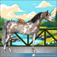 Horse Color:White Spotted Liver Red Dun Sabino Rabicano 